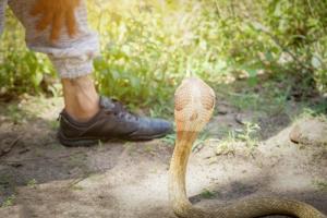 夢見被蛇咬了是什么意思