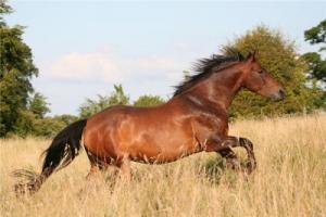 2026年出生的馬是什么命