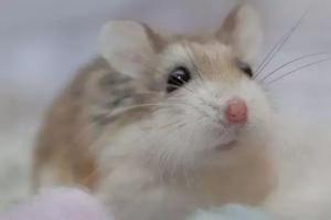 幾月的鼠命運最好