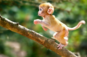 五行屬金的生肖是哪幾個