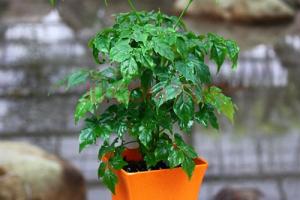 幸福樹放院子哪里最好