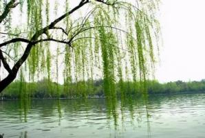 楊柳木最佳配偶是誰