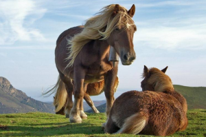 本命年馬年2026年要注意些什么