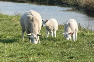 屬羊的人適合戴什么