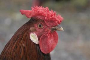 屬雞的人適合戴什么