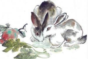 兔年分別是哪一年