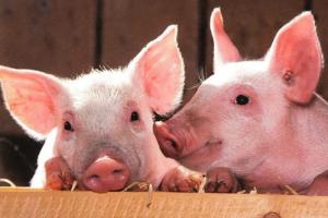 豬年分別是哪一年