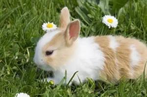 2026屬兔大爆發的一年哪些年份的兔