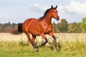 2026年屬馬人的全年運勢如何