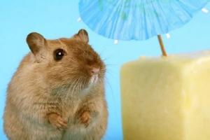 屬鼠的人晚年生活怎么樣