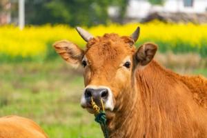 屬牛的人晚年生活如何