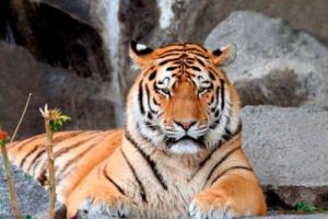 屬虎的人晚年注定是孤獨(dú)的嗎