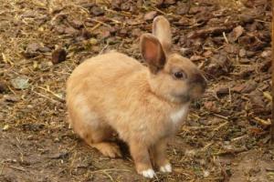 屬兔的人晚年運勢如何