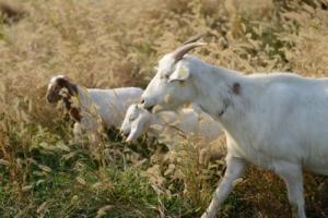 屬羊的人晚年過的孤單嗎